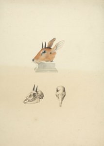 Azonosítatlan Madoqua (Dik-dik): a fej és a koponya tanulmányozása alkotó: James Bruce