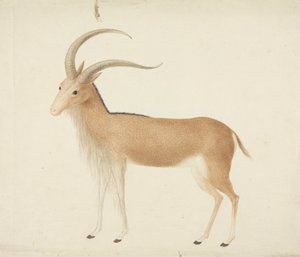 Azonosítatlan patás alkotó: James Bruce