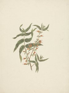 Woodfordia uniflora (A. Rich.) Koehne: virágzó hajtás kész rajza alkotó: James Bruce
