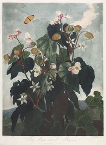 A Flora temploma, avagy a természet kertje: az obique levelű begónia