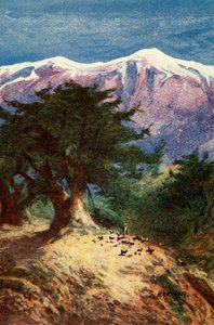Libanoni cédrusok – Matt. xii. 33, 1924. sz. Alkotók: James Clark, Henry A Harper.
