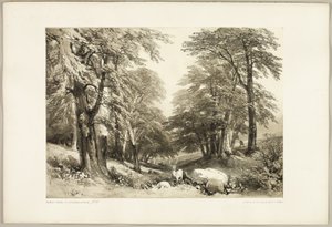 Bükkfák az Arundale parkban, a parkból és az erdőből alkotó: James Duffield Harding