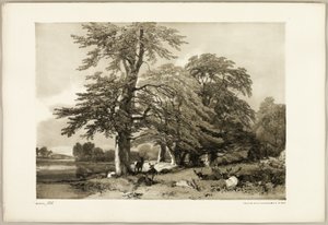 Bükk, a Park és az erdőből alkotó: James Duffield Harding