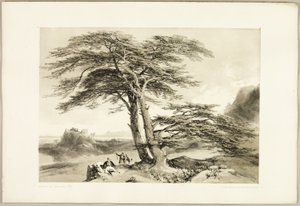 Libanoni cédrusok, A park és az erdőből alkotó: James Duffield Harding