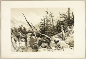 Vörösfenyő, a Park és az erdőből alkotó: James Duffield Harding