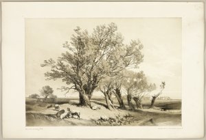 Pollard Willow, a Park és az erdőből alkotó: James Duffield Harding