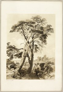 Scotch Fir, a Park és az erdőből alkotó: James Duffield Harding