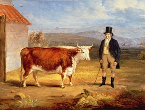 James Hodges úr és kétéves Hereford Üszője, 1843 körül alkotó: James Flewitt Mullock