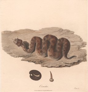 Szarvasvipera