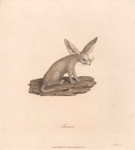 Fennec alkotó: James Heath