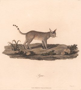Hiúz