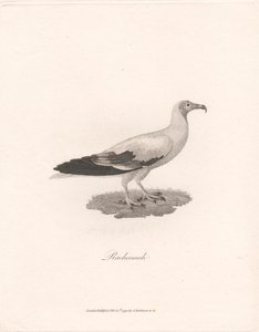 Rachamah alkotó: James Heath