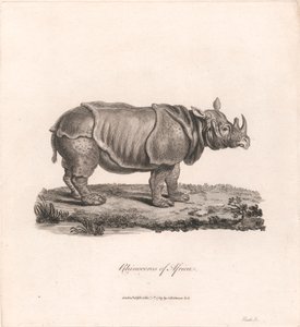 Afrika orrszarvúja