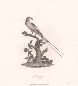 Sheregrig