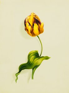 Egy papagáj tulipán, 1826