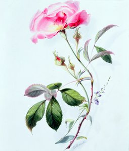 Egy Rózsa alkotó: James Holland