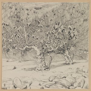 Fügefa, Hinnom völgye, illusztráció a mi Urunk Jézus Krisztus életéből (tinta papíron) alkotó: James Jacques Joseph Tissot