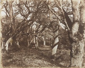 Kukucskálás Leigh Woodsban, 1853-56.