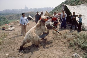 Egy cigánymedve-szám próbál a cigányok karneváljára. Isztambul közelében, Törökországban. alkotó: James L Stanfield