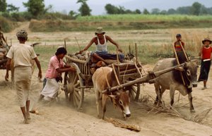 Egy ökrös szekér elakad a nehéz porban egy rossz úton. Sebin falu, Burma. alkotó: James L Stanfield