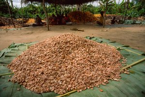 Egy nagy halom kakaóbab (nemzetség: Theobroma, faj: cacao), amely már... alkotó: James L Stanfield