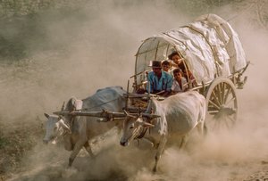 A bikaszekér-versenyek a Kászon teliholdas napját jelzik. Patheingyi, Mandalaytól keletre, Burma. alkotó: James L Stanfield