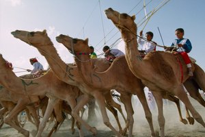 A tevék az ománi nemzeti ünnepi teveversenyen előretörnek. Al Falaj kerületi versenypálya, Omán. alkotó: James L Stanfield
