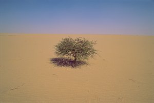 Elszigetelt fa egy sivatagban Nigerben, Afrikában.Talán "Arbre du Tenere" vagy látszólagos gr... alkotó: James L Stanfield