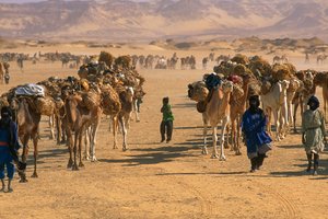 Sós tevekaraván Fachi külterületén. FACHI KÖZELÉBEN, NIGER.
