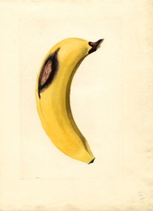Banán (Musa) (akvarell)
