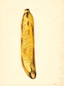 Banán (Musa) (akvarell) alkotó: James Marion Shull