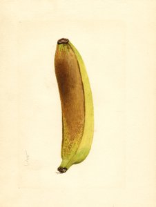 Banán (Musa) (akvarell)