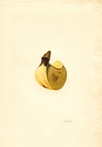 Banán (Musa) (akvarell)