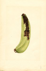 Banán (Musa) (akvarell)