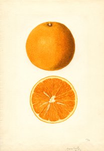 Boone korai narancs (Citrus sinensis) (akvarell)