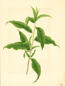 Elberta barackfa ( Prunus persica: Elberta) zöld leveles ága (akvarell)