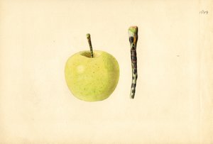 Golden Delicious alma ( Malus domestica) (akvarell)