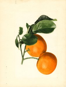 Narancs (Citrus aurantium: Sour x 2/3) (akvarell)