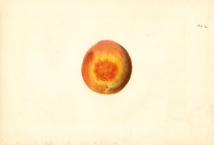 Őszibarack ( Prunus persica: Elberta) (akvarell)