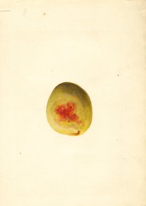 Őszibarack ( Prunus persica: Elberta) (akvarell)