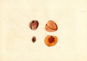 Őszibarack ( Prunus persica: Hutchkins) (akvarell)