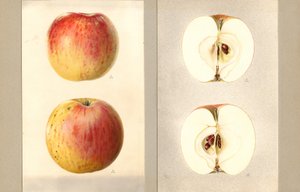 Wilson júniusi alma (Malus domestica) (akvarell)