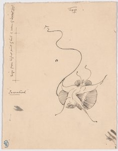 Pillangó "Találkozás" (recto); Vázlat a farokrészhez (verso)