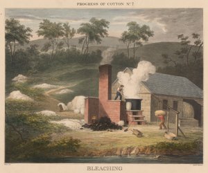 A pamut fejlődése, #7: Fehérítés alkotó: James Richard Barfoot