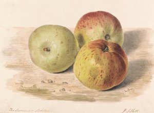 The Summer Lodden, 1832. szeptember: Csendélet-tanulmány három almáról