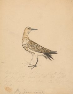 Egy madár alkotó: James Sowerby