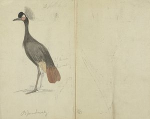 Egy daru alkotó: James Sowerby