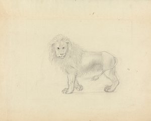 Egy oroszlán alkotó: James Sowerby