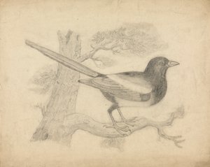 Szarka a fán alkotó: James Sowerby