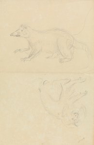 Egy emlős (coatimundi?) és egy főemlős (Marmoset?). AN Coatimundi és egy oroszlánfejű selyemmajka alkotó: James Sowerby